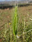 Hordeum vulgare L.
